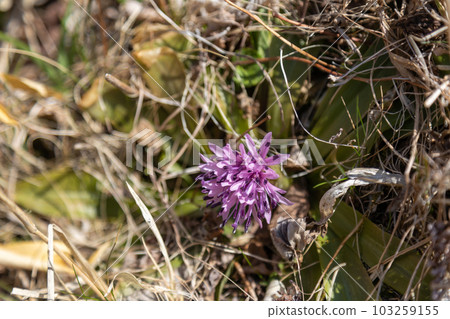 Shojo Bakama 103259155