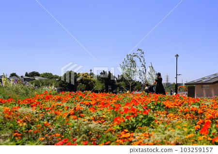 flower bed  103259157