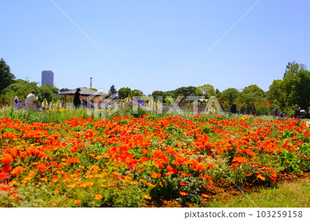 flower bed  103259158