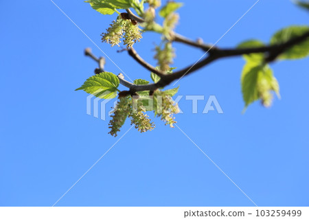 桑花開在春天 桑花開在春天 103259499