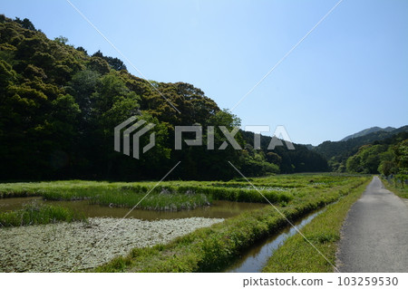 Rice paddy field Rice paddy field 103259530