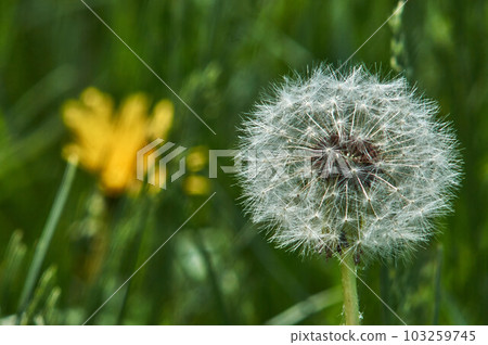 Dandelion on the background of green lawn grass 103259745