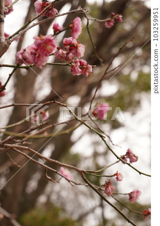 Hisashi Shrine Hisashi Shrine 103259951