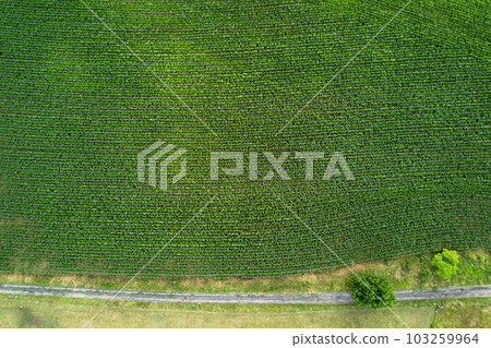 Aerial view of a corn field 103259964