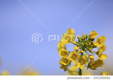 Rape blossoms Rape blossoms 103260092