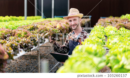 Agribusiness farmer and hydroponic farming concept, Man picking Agribusiness farmer and hydroponic farming concept, Man picking 103260137