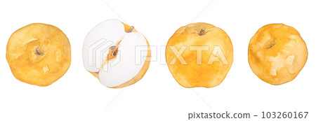 水彩繪製的多汁梨插圖素材集 103260167