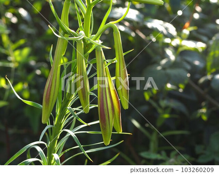 ecological picture of lily bud ecological picture of lily bud 103260209