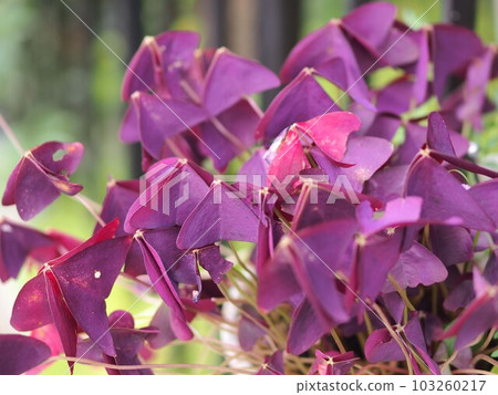ecological picture of purple oxalis 103260217