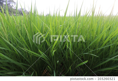 Heading of rice (flowering) 103260321