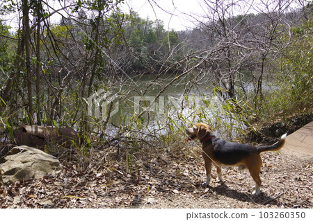 Beagle dog enjoying climbing with owner Beagle dog enjoying climbing with owner 103260350
