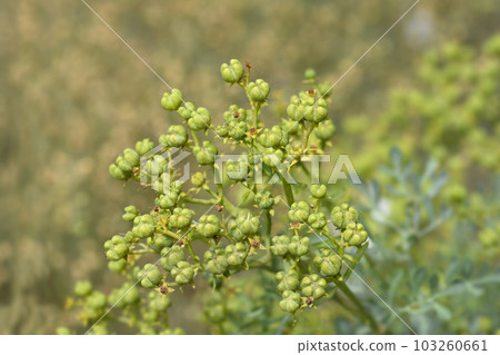 Common rue 103260661