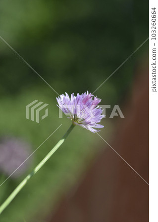 Chives flower 103260664