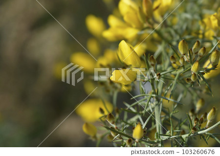 Common gorse 103260676