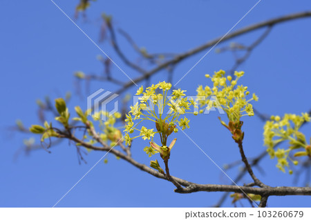 Norway maple 103260679