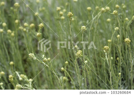 Italian everlasting flowers Italian everlasting flowers 103260684