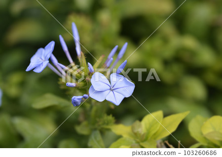 Blue plumbago Blue plumbago 103260686