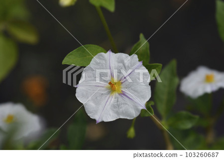 Potato bush 103260687