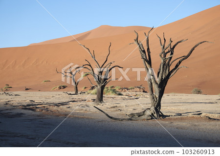 [Namibia] Namib Desert - Deadvlei 103260913