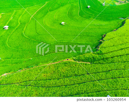Aerial shot on terraced green paddy fields in Semarang, Indonesia. Aerial shot on terraced green paddy fields in Semarang, Indonesia. 103260954