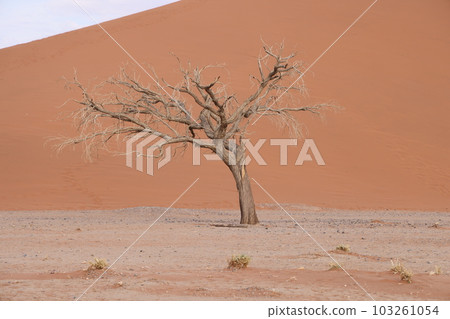 [Namibia] Namib Desert - Dune45 103261054