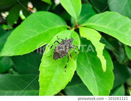 stink bug perched on a leaf stink bug perched on a leaf 103261121