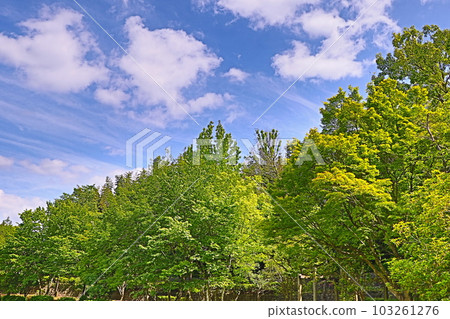 年輕葉子的季節 年輕葉子的季節 103261276