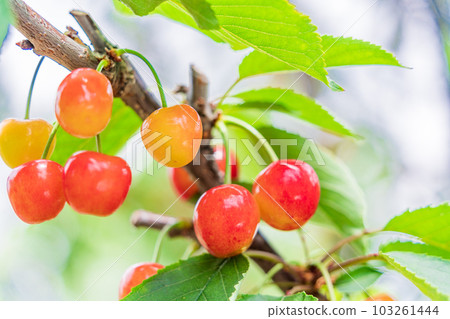 (Yamanashi Prefecture) Cherries at a cherry picking garden (Yamanashi Prefecture) Cherries at a cherry picking garden 103261444