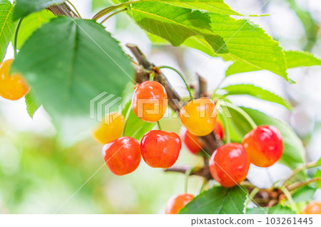 (Yamanashi Prefecture) Cherries at a cherry picking garden (Yamanashi Prefecture) Cherries at a cherry picking garden 103261445