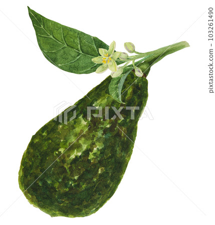 Avocado watercolor hand drawn realistic illustration. Green and fresh art of salad, sauce, guacamole, smoothie ingredient. For textile, menu, cards, paper, package design Avocado watercolor hand drawn realistic illustration. Green and fresh art of salad, sauce, guacamole, smoothie ingredient. For textile, menu, cards, paper, package design 103261490