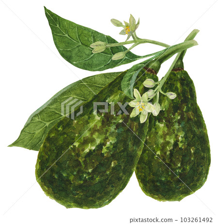 Avocado watercolor hand drawn realistic illustration. Green and fresh art of salad, sauce, guacamole, smoothie ingredient. For textile, menu, cards, paper, package design Avocado watercolor hand drawn realistic illustration. Green and fresh art of salad, sauce, guacamole, smoothie ingredient. For textile, menu, cards, paper, package design 103261492