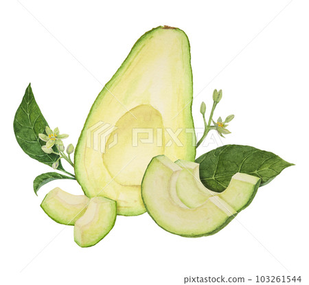 Avocado halves and pieces watercolor hand drawn realistic illustration. Green and fresh art of salad, sauce, guacamole, smoothie ingredient. For textile, menu, cards, paper, package design Avocado halves and pieces watercolor hand drawn realistic illustration. Green and fresh art of salad, sauce, guacamole, smoothie ingredient. For textile, menu, cards, paper, package design 103261544