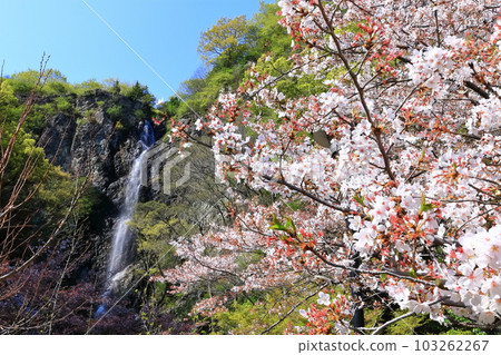 [Kagawa Prefecture] Fudo Falls Country Park in Spring when Cherry Blossoms Bloom 103262267