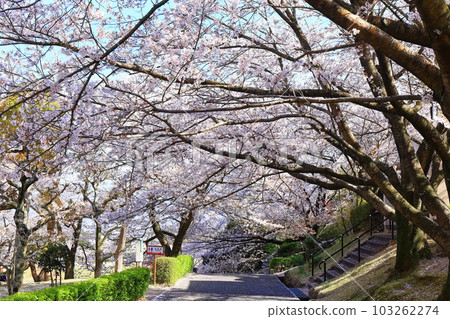 【香川縣】春天櫻花盛開的不動瀑布郊野公園 【香川縣】春天櫻花盛開的不動瀑布郊野公園 103262274