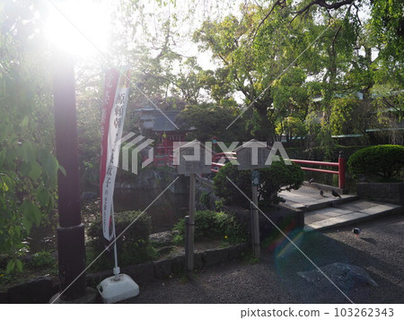 One afternoon at Mishima Taisha Shrine 103262343