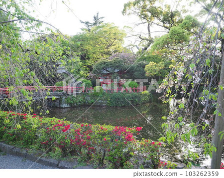 Spring walk at Mishima Taisha Spring walk at Mishima Taisha 103262359