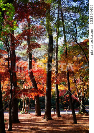 彩色的樹 103264495