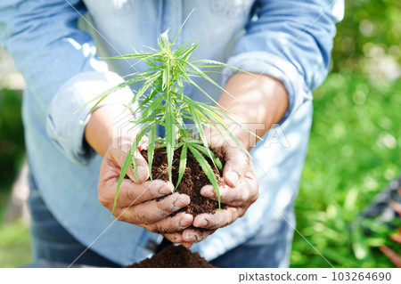 Cannabis, marijuana or marihuana leaf, cbd, thc used as drug, intoxicant, or alternative medicine. 103264690