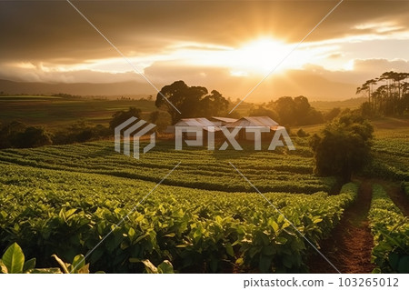 Wide shot of a sunset over the coffee plantation, with the golden light casting a warm glow on the fields, symbolizing the end of a productive day and the promise of a new harvest. Generative AI 103265012