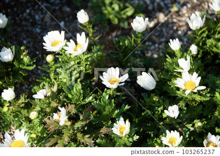 Ground-planted North Pole (Chrysanthemum) Ground-planted North Pole (Chrysanthemum) 103265237