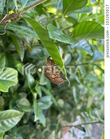 Cicadian shell 103265617