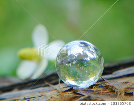 Ecology image Marbles 103265708
