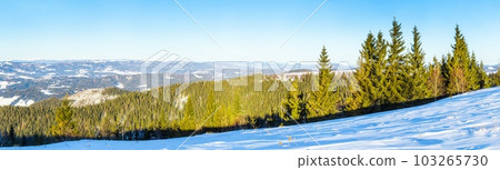 On the lawn covered with snow the nice trees are standing poured with snowflakes in frosty winter day 103265730
