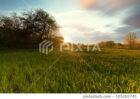 green wheat field at sunset sun glare grass summer day trees sky rows green wheat field at sunset sun glare grass summer day trees sky rows 103265745