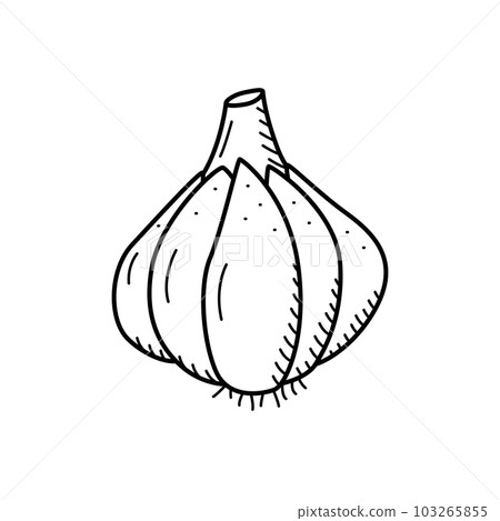 Garlic head sketch icon, vector drawing of a vegetable on a white background. Garlic head sketch icon, vector drawing of a vegetable on a white background. 103265855