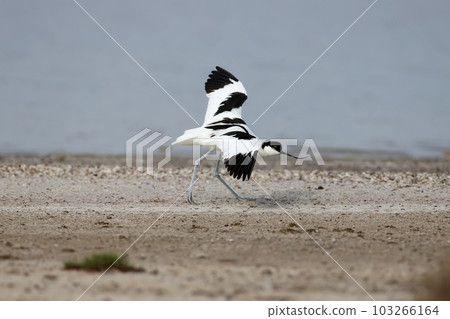 Amazing pied avocet (Recurvirostra avosetta) 103266164
