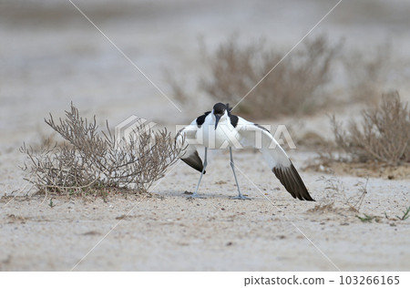 Amazing pied avocet (Recurvirostra avosetta) 103266165