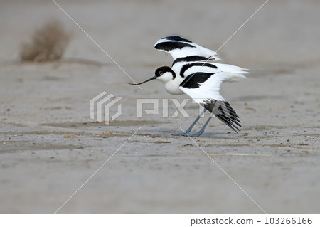 Amazing pied avocet (Recurvirostra avosetta) 103266166
