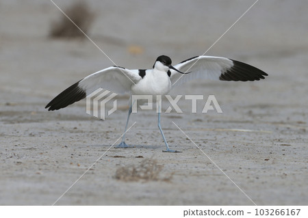 Amazing pied avocet (Recurvirostra avosetta) 103266167