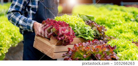 Agribusiness owner farmer working and hoding organic hydroponic vegetable in basket to preparing export to sell Agribusiness owner farmer working and hoding organic hydroponic vegetable in basket to preparing export to sell 103266263